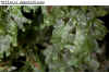 Vittaria appalachiana597.jpg (69018 bytes)